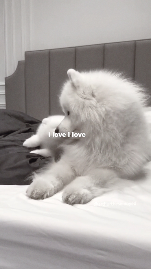 J'aime les chiens
