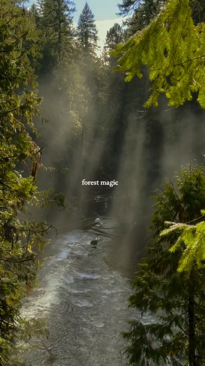 Magic forest