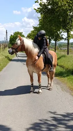 Horselove💖