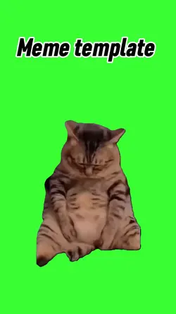 Belly cat