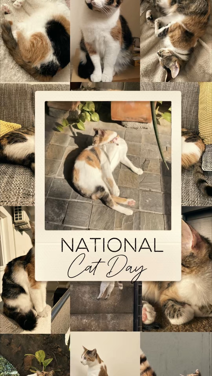 National Cat Day 