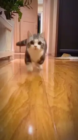 VELOCITY  CAT