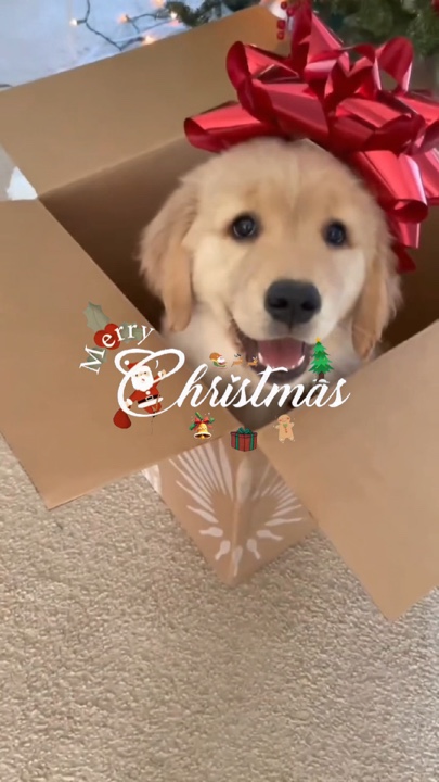 Mascota navideña