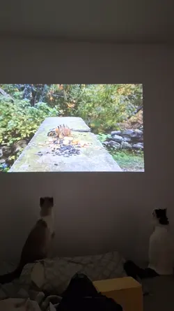 Gatinhos fofos