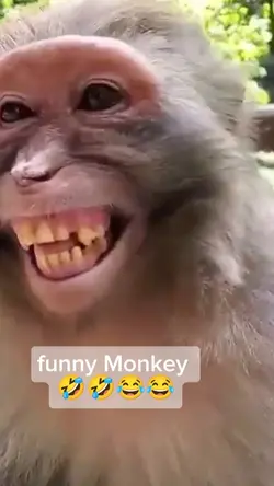 funny Monkey