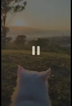 catlover