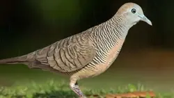 katuranggan perkutut