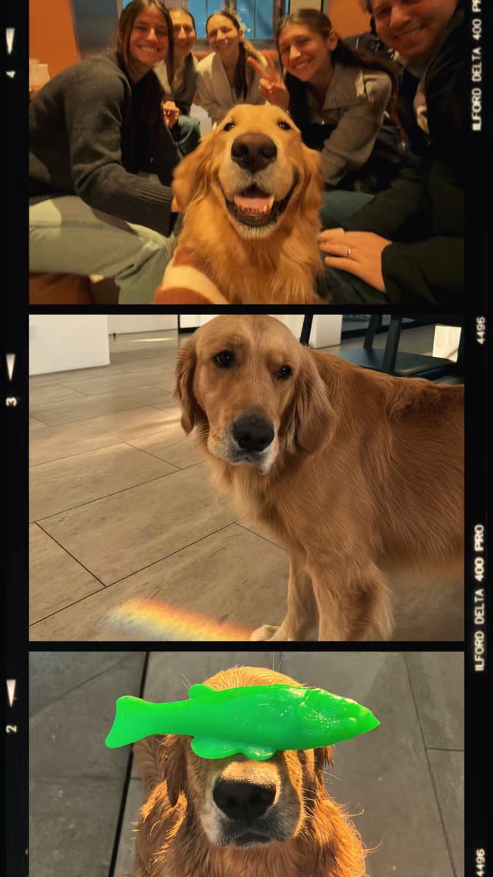 Dog moments
