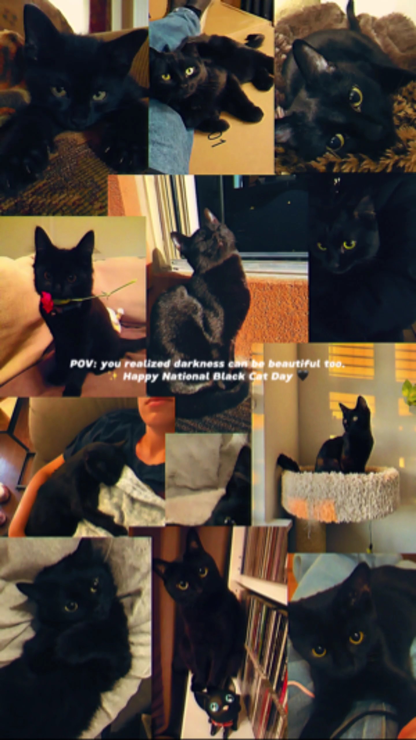 Tag der schwarzen Katze