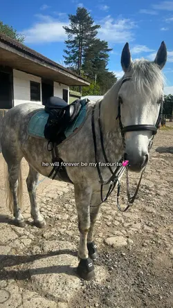 Forever my fav horse