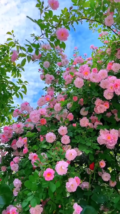 Blumen 