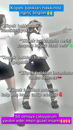 Köpek balığı ni