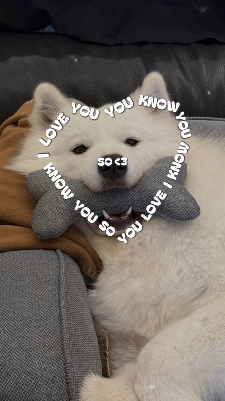 Amo a mi perro 