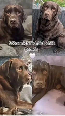 Hundevideo