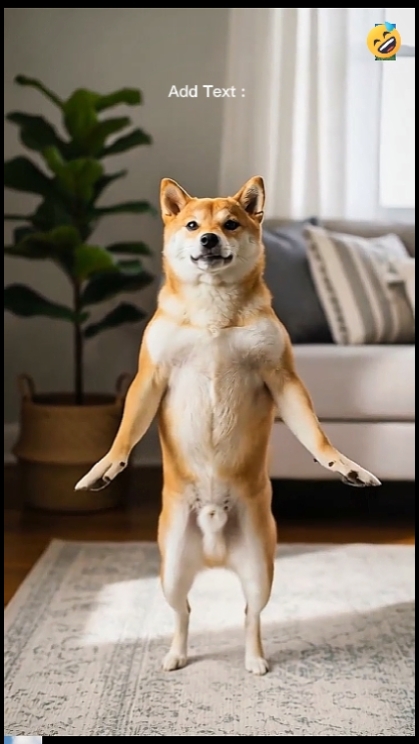 搞笑狗