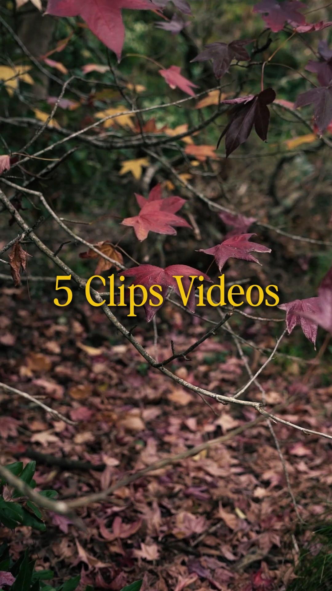 Cinematic 5 Videos