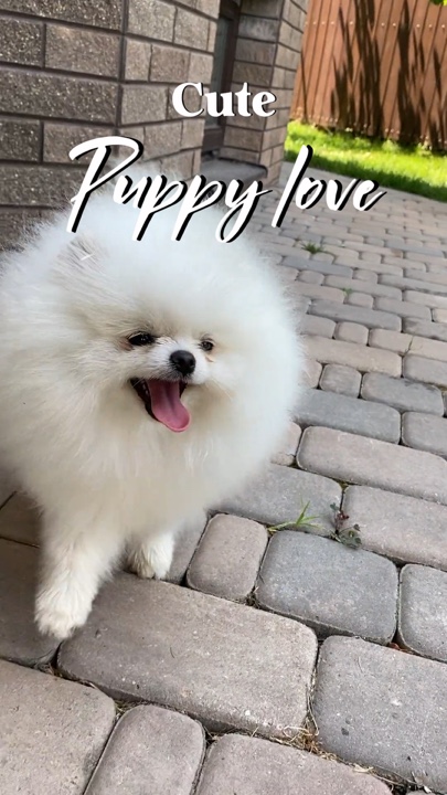Cute puppy