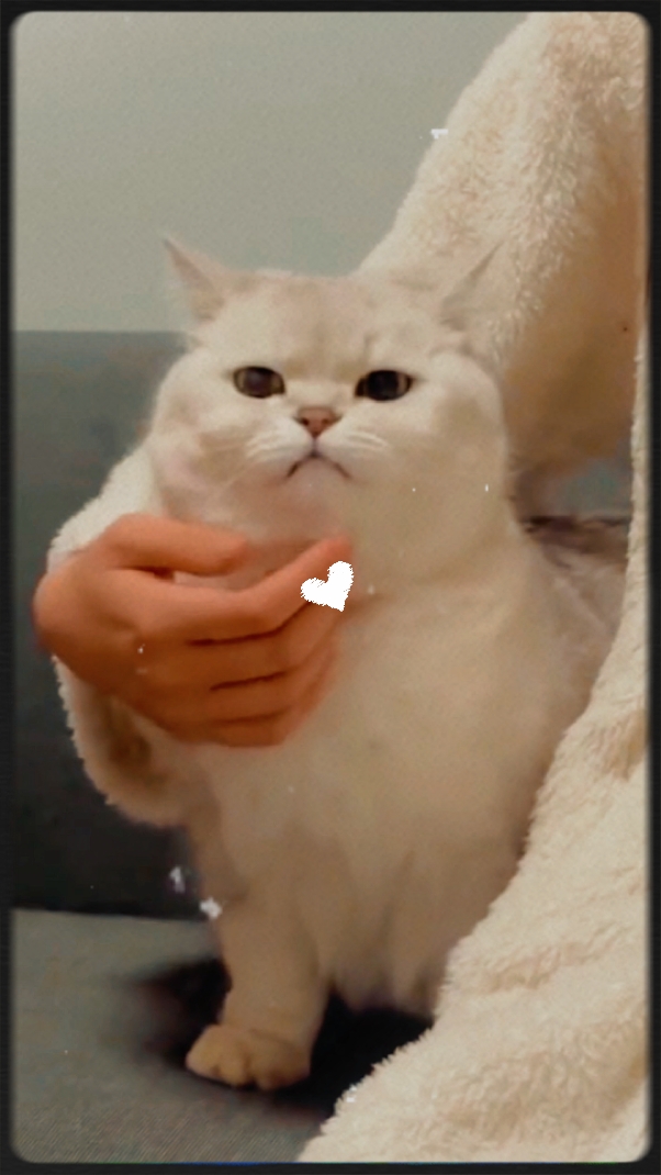 J'aime catty