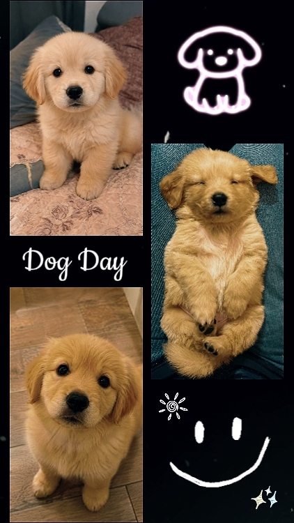 FELIZ DÍA DEL PERRO