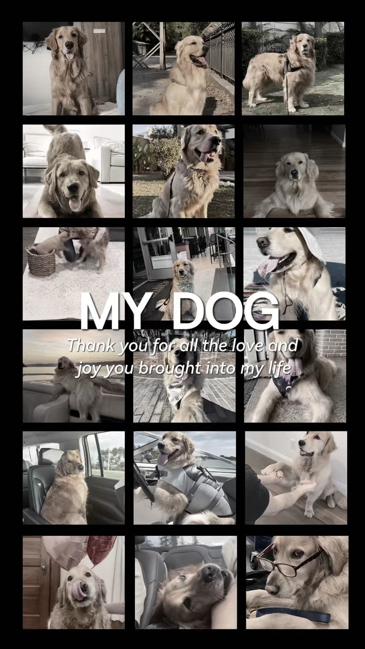 Goodbye my Dog 