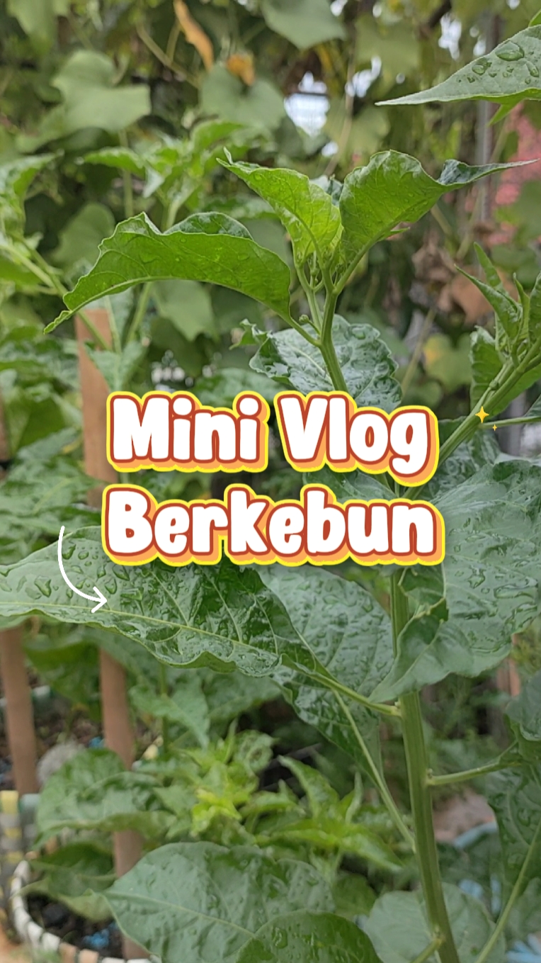 Estética Berkebun 