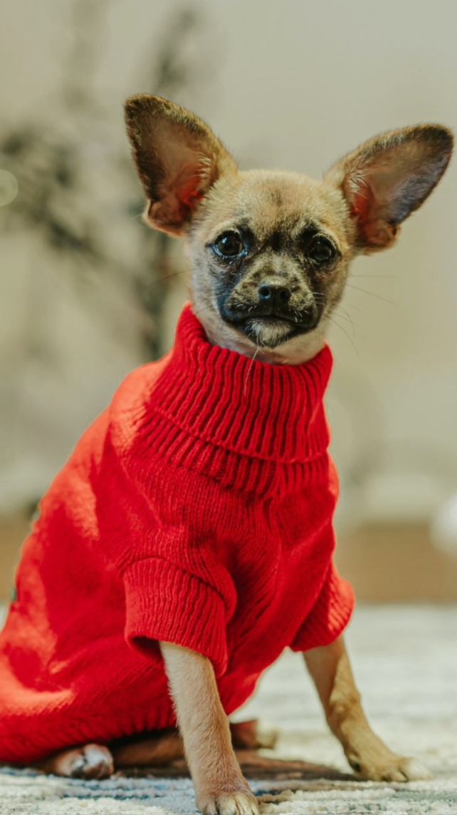 Roupas para animais de estimação estilo tiktok leve e fácil e aberto