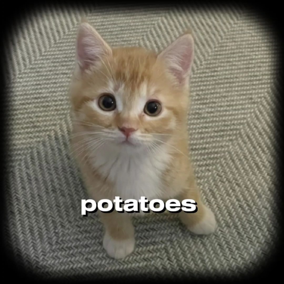 Eu gosto de batatas 