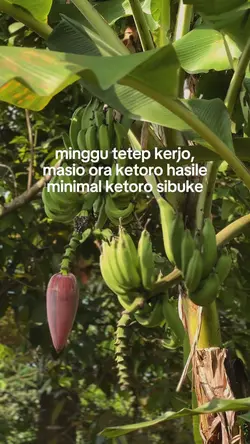 minggu tetep kerjo