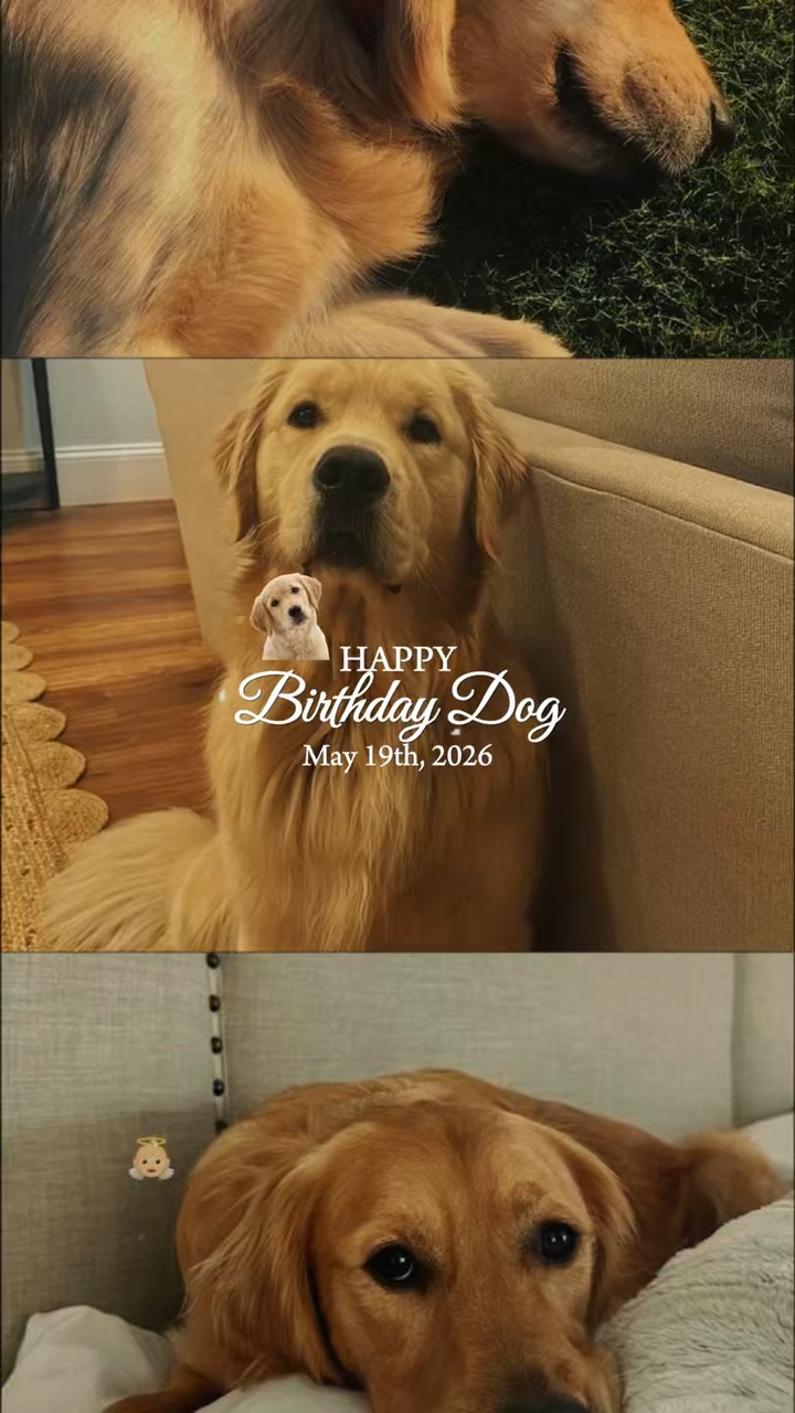 Chien d'anniversaire