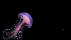 jellyfish 