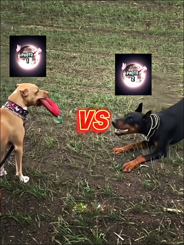 PRO EDIT MASTER