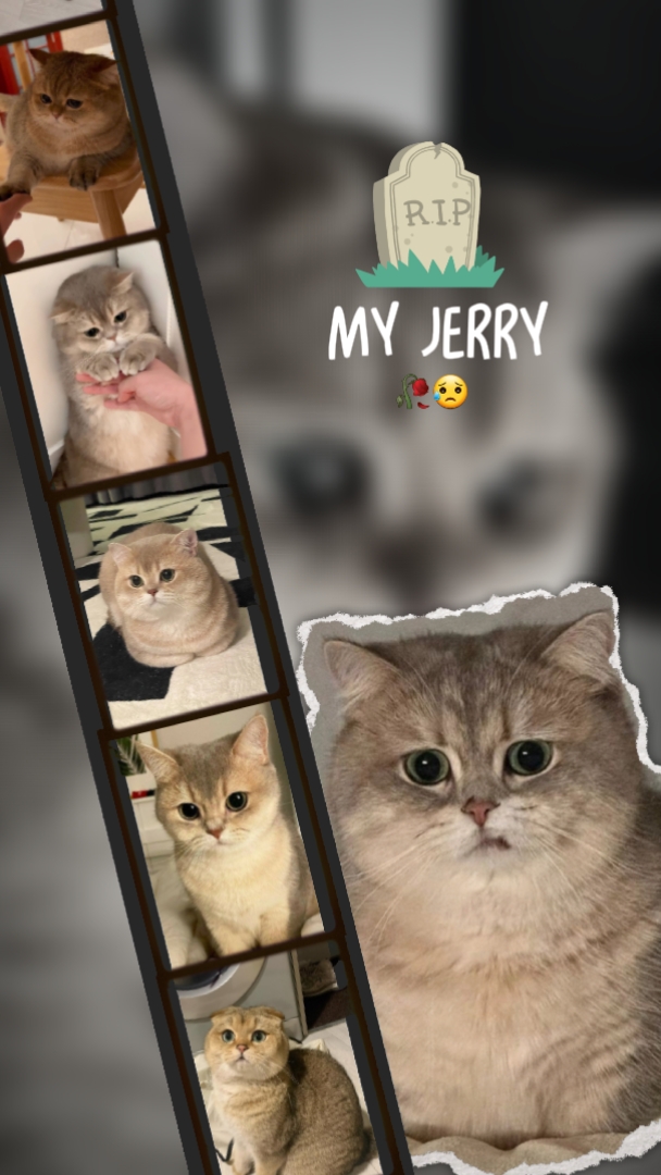 Zerreiß meine Katze