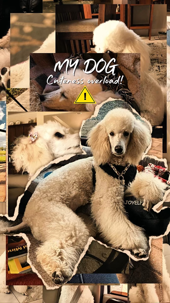 Süßer Hund