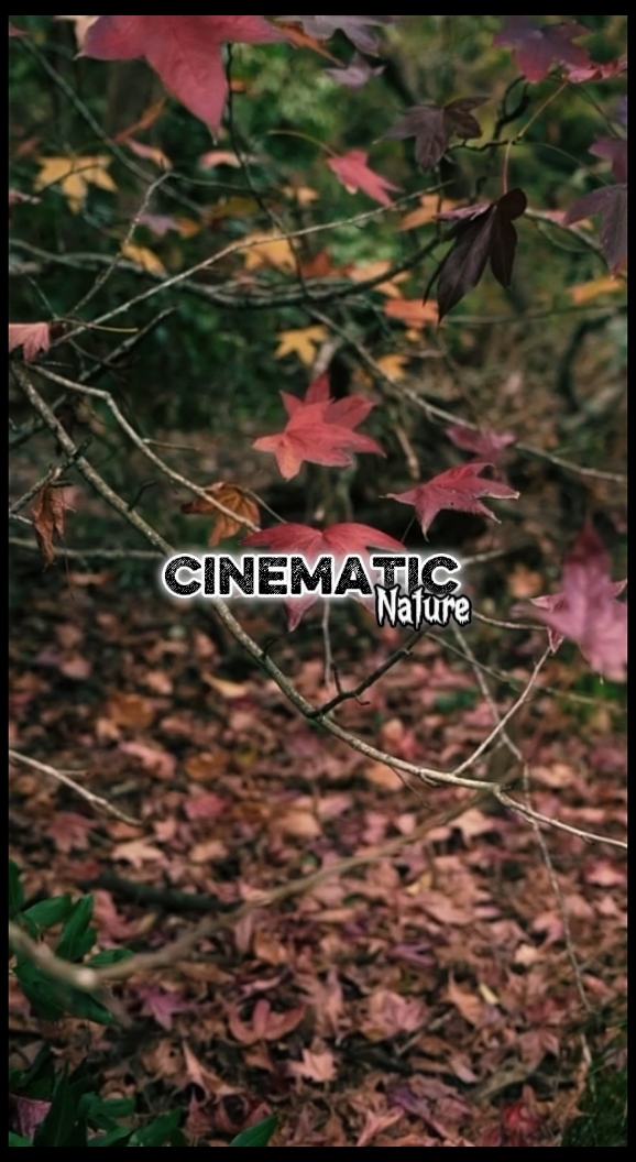 Cinematic 8 Clips 