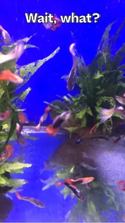 Frantic fishy wishes