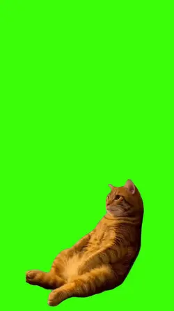 Cat.