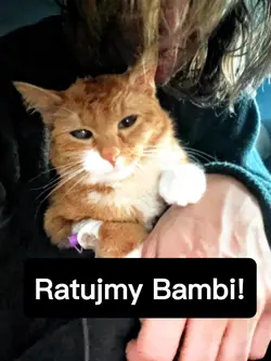 Charity clip for cat