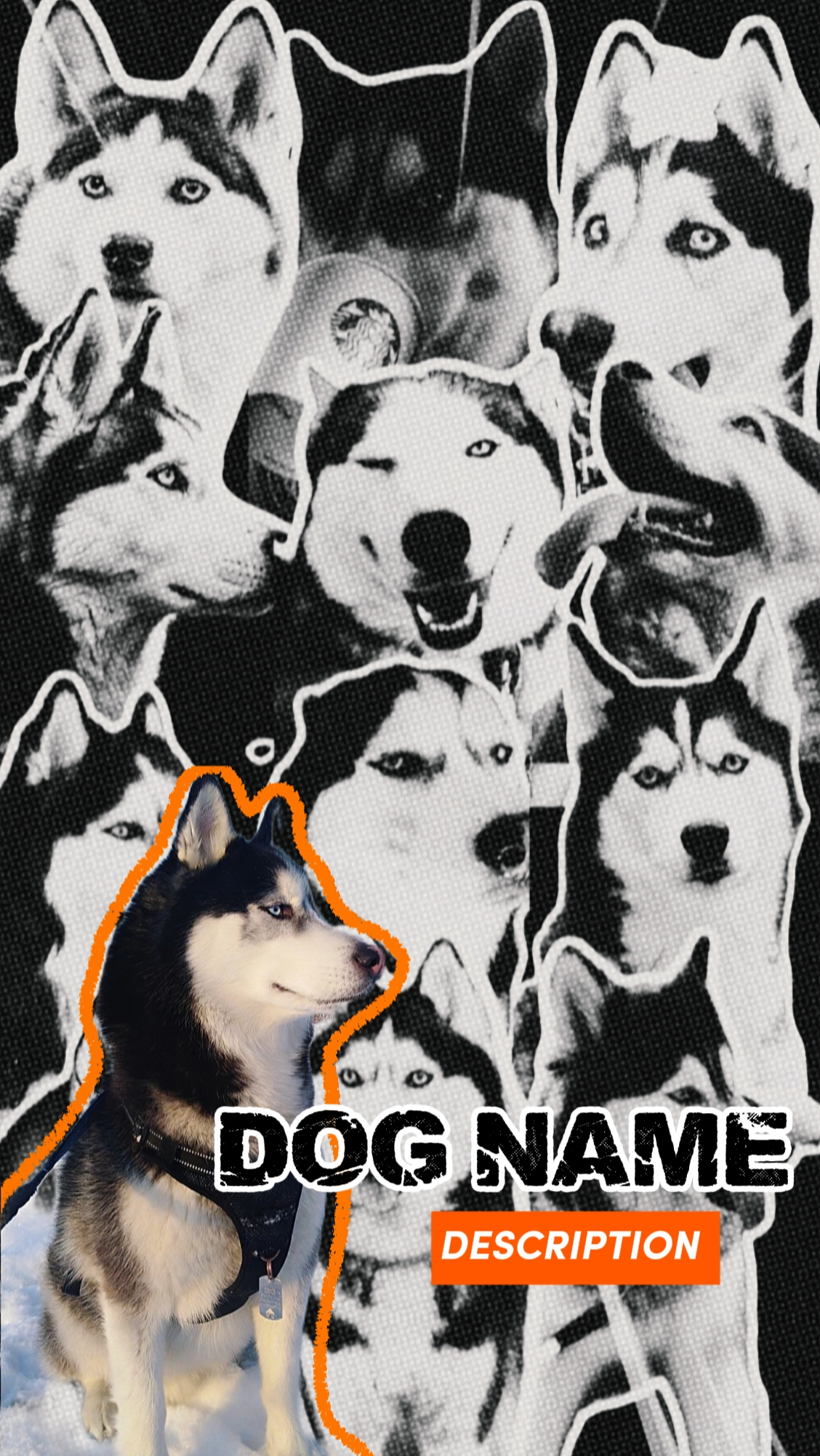 INTRO ANJING