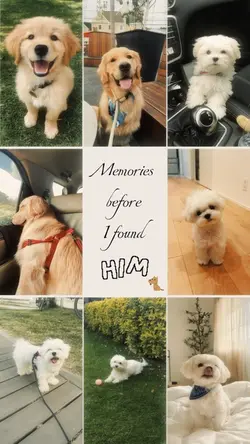 dog memories