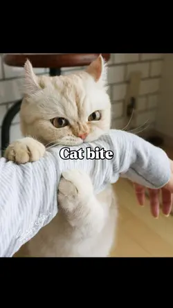 Him / Her Bite You
