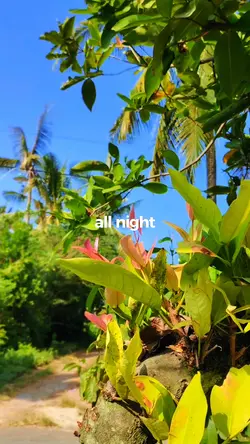 all night x enak ena