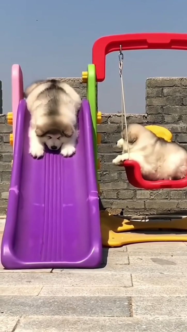 Exibição de produtos de roupas para animais de estimação Light Easy Open Tiktok Style