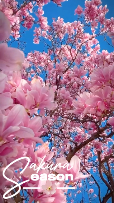 sakura