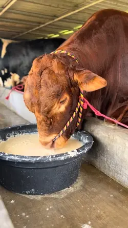 semangat golek duwek