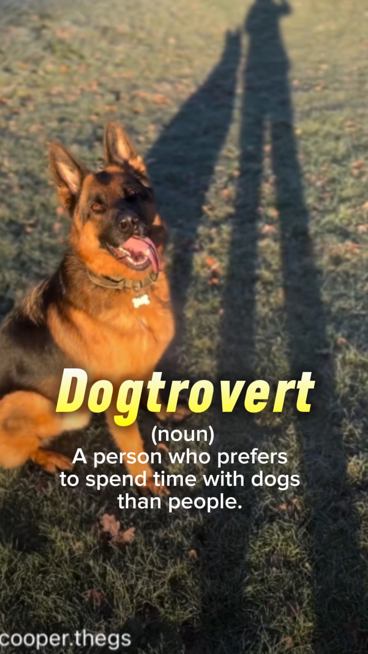 Dogtrovert 🤣