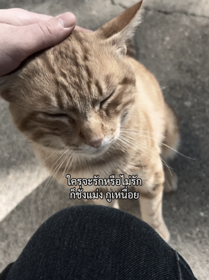 Template cover
