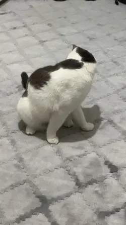 Cat kedivideo 