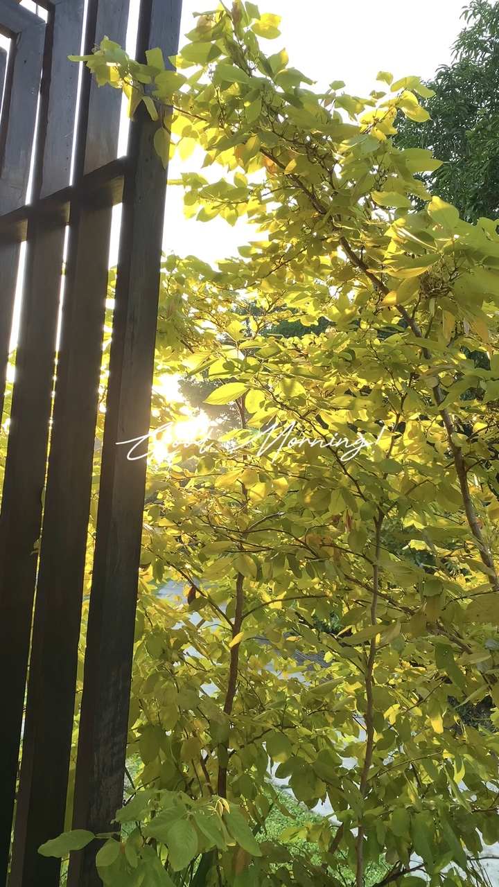 Morning Sun ☀️