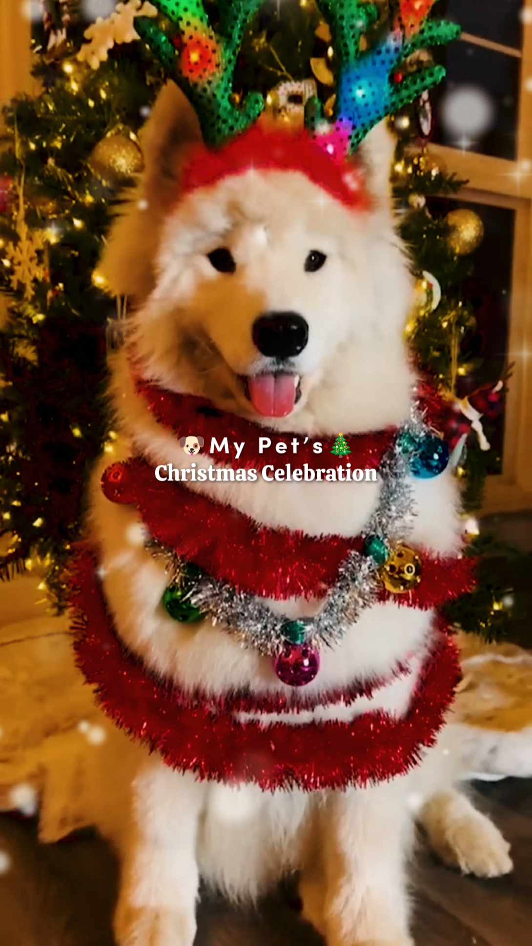 La Navidad De Mi Mascota 