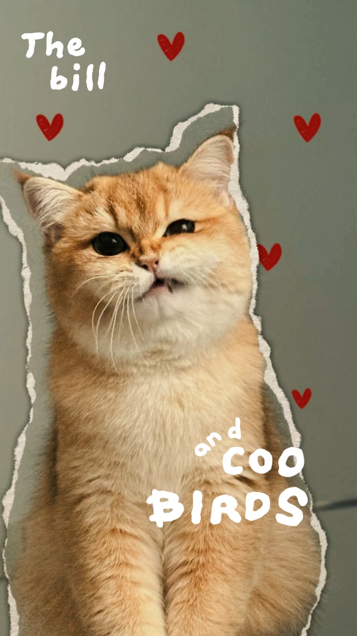 Día del Gato🌷